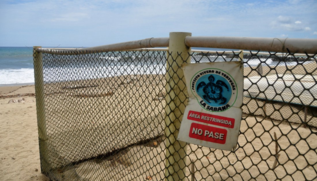 Campamento Tortuguero